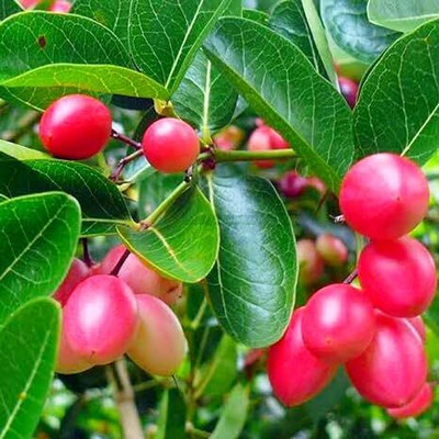Cloud Farm Cherry Fruit Plant(Hybrid, Pack of 1)