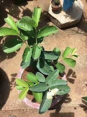 ALOCHUZ Guava Plant(Hybrid, Pack of 1)