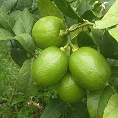 CRGO LEMON , NIMBU Seed(40 per packet)