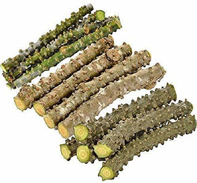 VibeX Neem Giloy Plant Live GEELOH NEEM GILOY Seed(3 per packet)