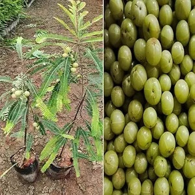 LifeShowMe Amla Plant(Hybrid, Pack of 1)