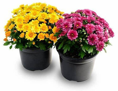 AloGardening Chrysanthemums/ Guldavari Plant(Hybrid, Pack of 2)