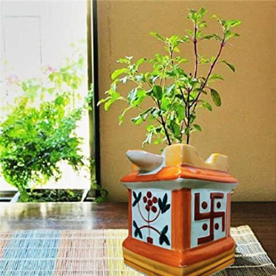 KUMUBON TRADES Tulsi Plant(Hybrid, Pack of 1)