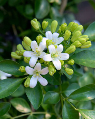 PetalPath Madhu Kamini Plant(Hybrid, Pack of 1)