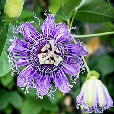 Bakuchi Passion Plant(Hybrid, Pack of 1)