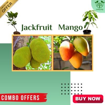 Cloud Farm Mango Plant, Jackfruit Plant, Jack Fruit Plant(Hybrid, Pack of 2)