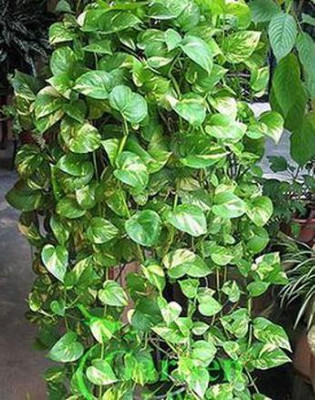 SBGARDEN Money Plant(Hybrid, Pack of 1)