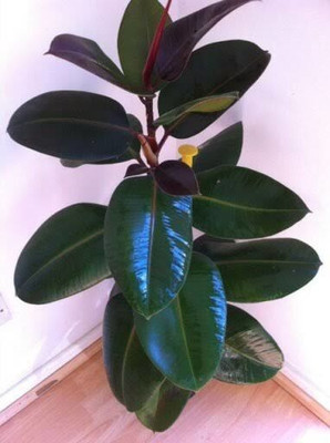 Farmplants Rubber Tree(Hybrid, Pack of 1)