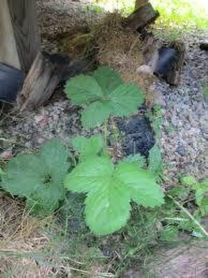 BREEZY BLOOMS Strawberry Plant(Hybrid, Pack of 1)