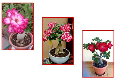 VAANMITRA Adenium Plant(Hybrid, Pack of 3)