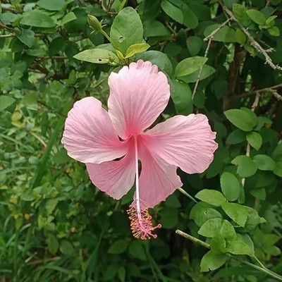 GLOBQRO Hibiscus Plant(Hybrid, Pack of 1)