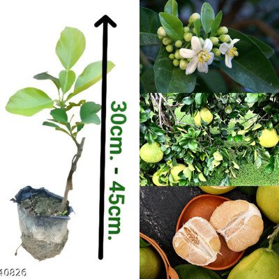 Cloud Farm Pomelo Plant(Hybrid, Pack of 1)