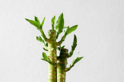 ARYAN EVERGREEN Two Layer Bamboo Plant(Hybrid, Pack of 1)