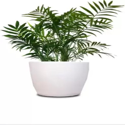 Augadh Areca Palm(Hybrid, Pack of 1)
