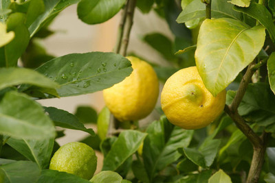 EliteGreen Lemon Plant(Hybrid, Pack of 1)