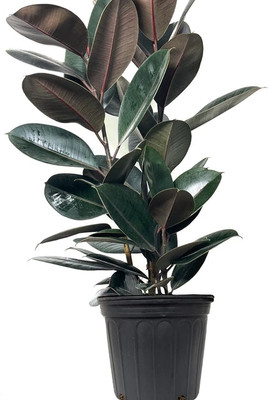 samarthgreen Rubber Tree(Hybrid, Pack of 1)