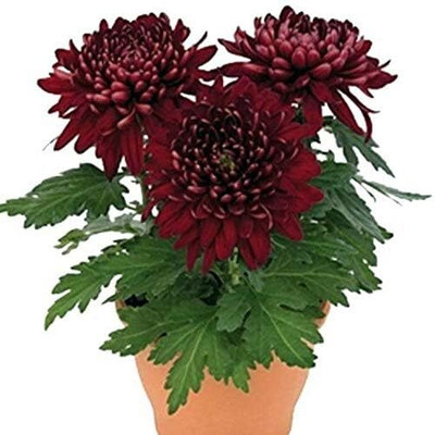 THEGREENTHUMB Chrysenthemum Plant(Hybrid, Pack of 1)