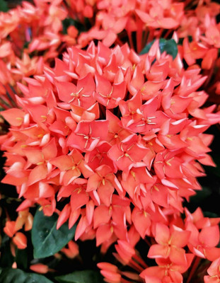Cloud Farm Trothic Ixora/Chethi Plant(Hybrid, Pack of 1)