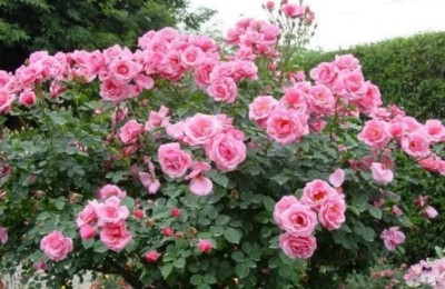 ABC Rose Plant(Hybrid, Pack of 1)