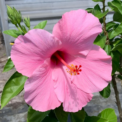ALOCHUZ Hibiscus Plant(Hybrid, Pack of 1)