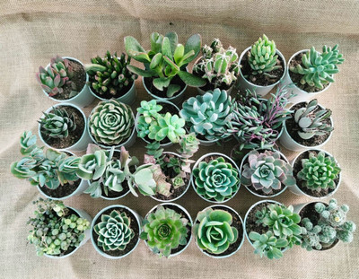 TOFOH Succulents Plant(Pack of 15)
