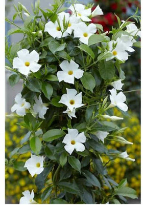 Ukanda Mandevilla Plant(Hybrid, Pack of 1)