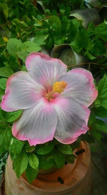 Beautiful Blooms Hibiscus Plant(Hybrid, Pack of 1)
