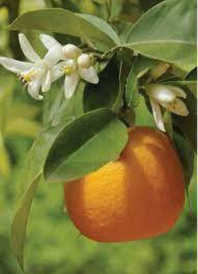 Oxygreenplant Sweet Lemon Plant(Hybrid, Pack of 1)