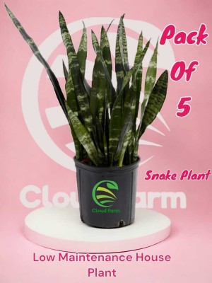 Cloud Farm Snake Plant(Hybrid, Pack of 5)