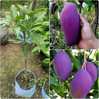Miyazaki Mango Plant(Pack of 1)