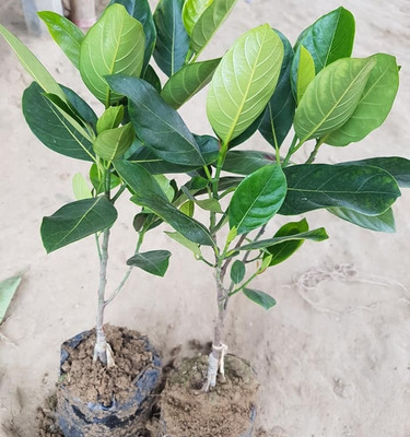 SARKAR PLANT HOUSE Jackfruit Plant(Hybrid, Pack of 1)