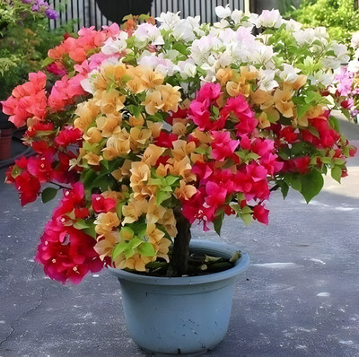 ALOCHUZ Bougainvillea Plant(Hybrid, Pack of 1)