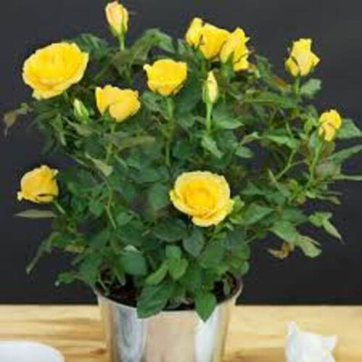 MAQINPLANTHOUSE Rose Plant(Hybrid, Pack of 1)