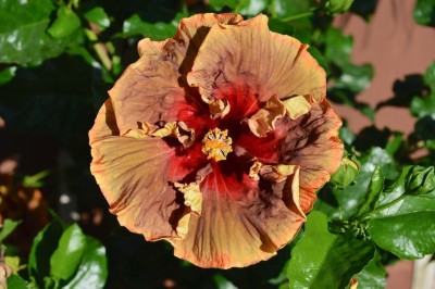 Baishnab Hibiscus Plant(Hybrid, Pack of 1)