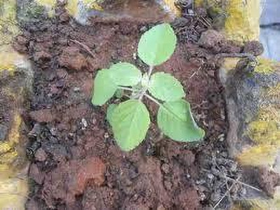 ABEFARIYA Tulsi Plant(Hybrid, Pack of 1)