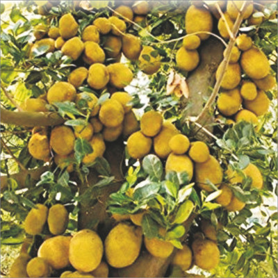 Ukanda Jackfruit Plant(Hybrid, Pack of 1)