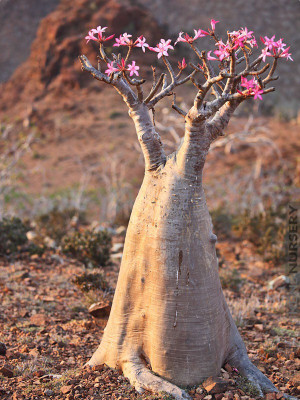 FloraFusion Adenium Plant(Hybrid, Pack of 1)