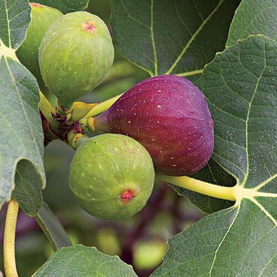 Cloud Farm Fiddle Leaf Fig Plant(Hybrid, Pack of 1)