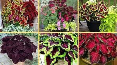 KNursery Ajwain Plant(Hybrid, Pack of 1)