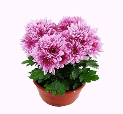 Qualtivate GBPUT-405 Guldavari/Chrysanthemum Pink Beautiful Flower Seeds Seed(25 per packet)