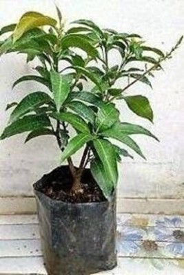 CosaCentrum Mango Plant(Pack of 1)