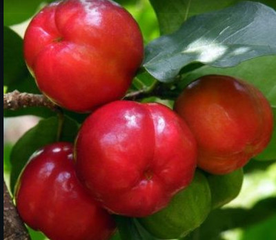 Barbados cherry Cherry Fruit Plant(Hybrid, Pack of 1)