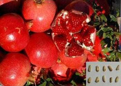 ARYAN EVERGREEN Pomegranate Plant(Hybrid, Pack of 1)
