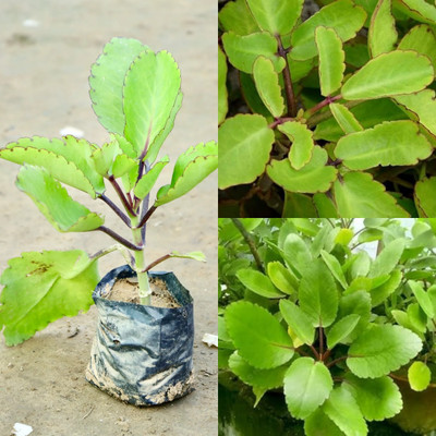 Cloud Farm Bryophyllum Pinnatum/Patharchatta Plant(Hybrid, Pack of 1)