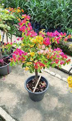 GreenyOn Bougainvillea Plant(Hybrid, Pack of 1)