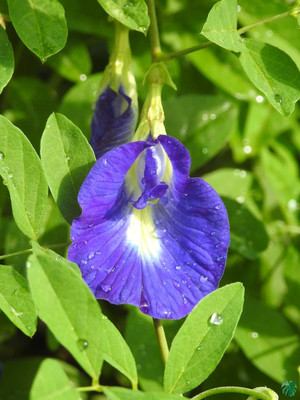 ibains Aprajita flower seeds Seed(7 per packet)
