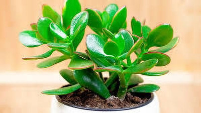 Bakuchi Jade Plant(Hybrid, Pack of 1)