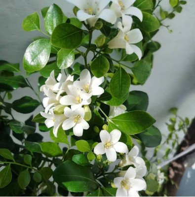 Cloud Farm Madhu Kamini Plant(Hybrid, Pack of 1)