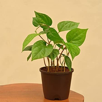 BALUBITA Betel Leaf Plant(Hybrid, Pack of 1)
