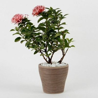 Cloud Farm Trothic Ixora/Chethi Plant(Hybrid, Pack of 1)
